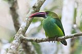 Crimson-rumped Toucanetborder=